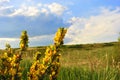 Branches of flowering genista tinctoria dyerÃ¢â¬â¢s greenweed or dyer`s broom against blurry green grass and blue cloudy sky Royalty Free Stock Photo