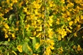 Branches of flowering genista tinctoria dyerÃ¢â¬â¢s greenweed or dyer`s broom with bumblebee Royalty Free Stock Photo