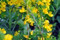 Branches of flowering genista tinctoria dyerÃ¢â¬â¢s greenweed or dyer`s broom with bumblebee on flower Royalty Free Stock Photo