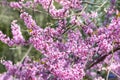 Branches of a flowering Judas tree with small dark pink flowers covering the bare branches Royalty Free Stock Photo