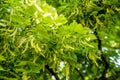 Branches of a flowering lime Royalty Free Stock Photo