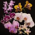 Orchid flowers Phalaenopsis