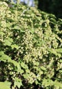 Branches of flowering red currant Royalty Free Stock Photo