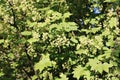 Branches of flowering red currant Royalty Free Stock Photo