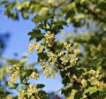 Branches of flowering red currant Royalty Free Stock Photo