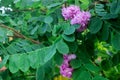 Branches of a flowering robinia tree with lilac flowers.