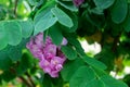 Branches of a flowering robinia tree with lilac flowers.