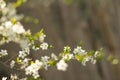 Branches of flowering trees close-up Royalty Free Stock Photo