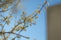 Branches of flowering trees close-up Royalty Free Stock Photo