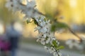 Branches of flowering trees close-up Royalty Free Stock Photo