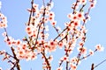 The branches of the flowering trees in spring, with all the colors of the season Royalty Free Stock Photo