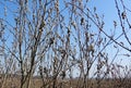 Branches of flowering willows