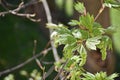 Branches with flowers of Acer Pseudoplatanus tree. Royalty Free Stock Photo