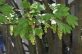 Branches with flowers of Acer Pseudoplatanus tree.