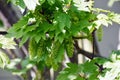 Branches with flowers of Acer Pseudoplatanus tree. Royalty Free Stock Photo