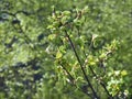 Branches with flowers of Acer Pseudoplatanus tree. Royalty Free Stock Photo