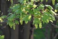 Branches with flowers of Acer Pseudoplatanus tree. Royalty Free Stock Photo