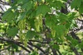 Branches with flowers of Acer Pseudoplatanus tree. Royalty Free Stock Photo