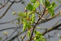 Branches with flowers of Acer Pseudoplatanus tree. Royalty Free Stock Photo