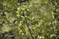 Branches with flowers of Acer Pseudoplatanus tree. Royalty Free Stock Photo