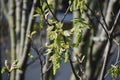 Branches with flowers of Acer Pseudoplatanus tree. Royalty Free Stock Photo