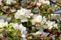 Branches with flowers of apple. Royalty Free Stock Photo