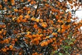 Branches with flowers of Berberis darwinii.