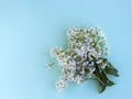 Branches and flowers of bird cherry Prunus padus close-up on a blue background. Flat lay. copyspase