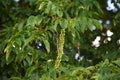 Branches with flowers of Caucasian Wingnut.