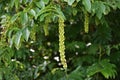 Branches with flowers of Caucasian Wingnut.