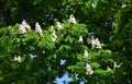 Branches with flowers of chestnuts tree.