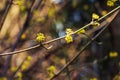 Branches with flowers of common dogwood Cornus mas L in early spring. Common dogwood, European dogwood or flowering dogwood. Early Royalty Free Stock Photo