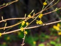 Branches with flowers of common dogwood Cornus mas L in early spring. Common dogwood, European dogwood or flowering dogwood. Early Royalty Free Stock Photo