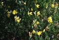 Branches with flowers of Genista Anglica.