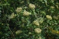 Branches with flowers of Kalopanax septemlobus tree.