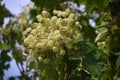 Branches with flowers of Kalopanax septemlobus tree.