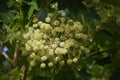 Branches with flowers of Kalopanax septemlobus tree.