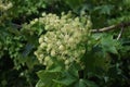 Branches with flowers of Kalopanax septemlobus tree.