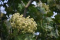 Branches with flowers of Kalopanax septemlobus tree.