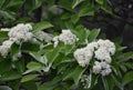 Branches with flowers and green leaves of Sorbus alnifolia. Royalty Free Stock Photo