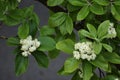 Branches with flowers and green leaves of Sorbus alnifolia. Royalty Free Stock Photo