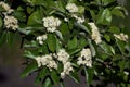 Branches with flowers and green leaves of Sorbus alnifolia. Royalty Free Stock Photo