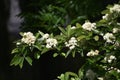 Branches with flowers and green leaves of Sorbus alnifolia. Royalty Free Stock Photo