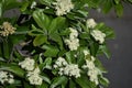 Branches with flowers and green leaves of Sorbus alnifolia. Royalty Free Stock Photo