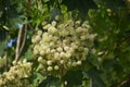 Branches with flowers of Kalopanax septemlobus tree.