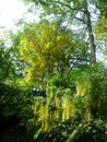 Branches with flowers of Laburnum alpinum.