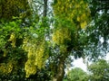 Branches with flowers of Laburnum alpinum.