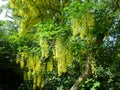 Branches with flowers of Laburnum alpinum.