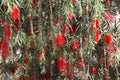 Lemon bottlebrush Melaleuca citrina