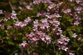 Branches with flowers of Linnaea amabilis.